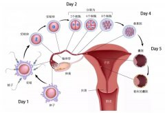 移植前∣鲜胚、冻胚、囊胚如何区分？