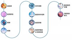 一目了然“试管婴儿”全流程
