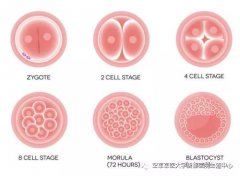 【胚胎移植】移一个？两个？移植胚胎数量的正确认识