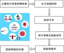 胚胎移植术后--黄体支持及其注意事项